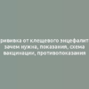 Прививка от клещевого энцефалита: зачем нужна, показания, схема вакцинации, противопоказания