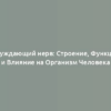 Блуждающий нерв: Строение, Функции и Влияние на Организм Человека