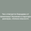 Чем отличается бородавка от папилломы? Различия в структуре, размерах, степени опасности